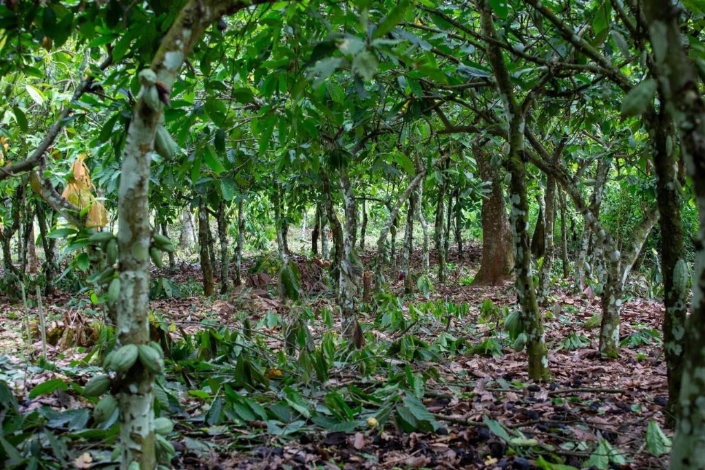 A cocoa farm in Ghana’s Eastern Region with traditional intercropping amid threats from illegal mining and regulations.