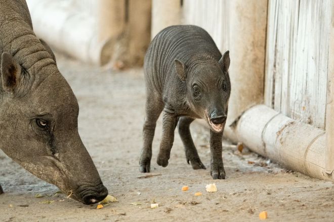baby babirusas eating produce baby babirusas eating produce