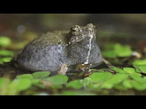 Túngara frog male calling thumbnail