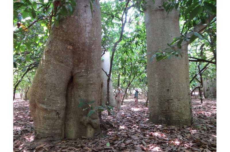 Researchers walk through a grove of large baobab trees in Madagascar. Credit: Nisa Karimi Researchers differentiate new species of endangered baobab tree in Madagascar