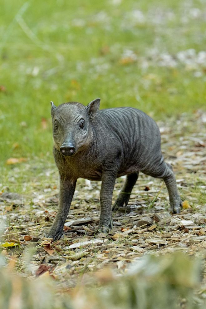 baby babirusas baby babirusas