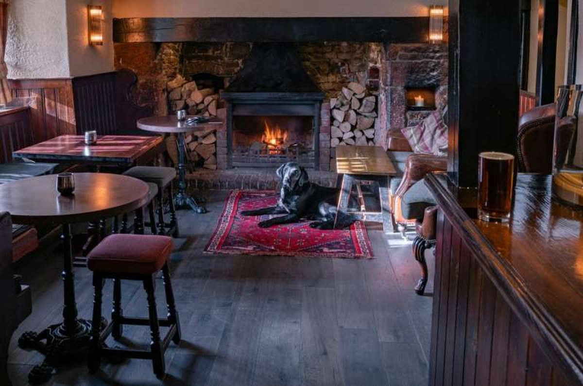 dog in pub