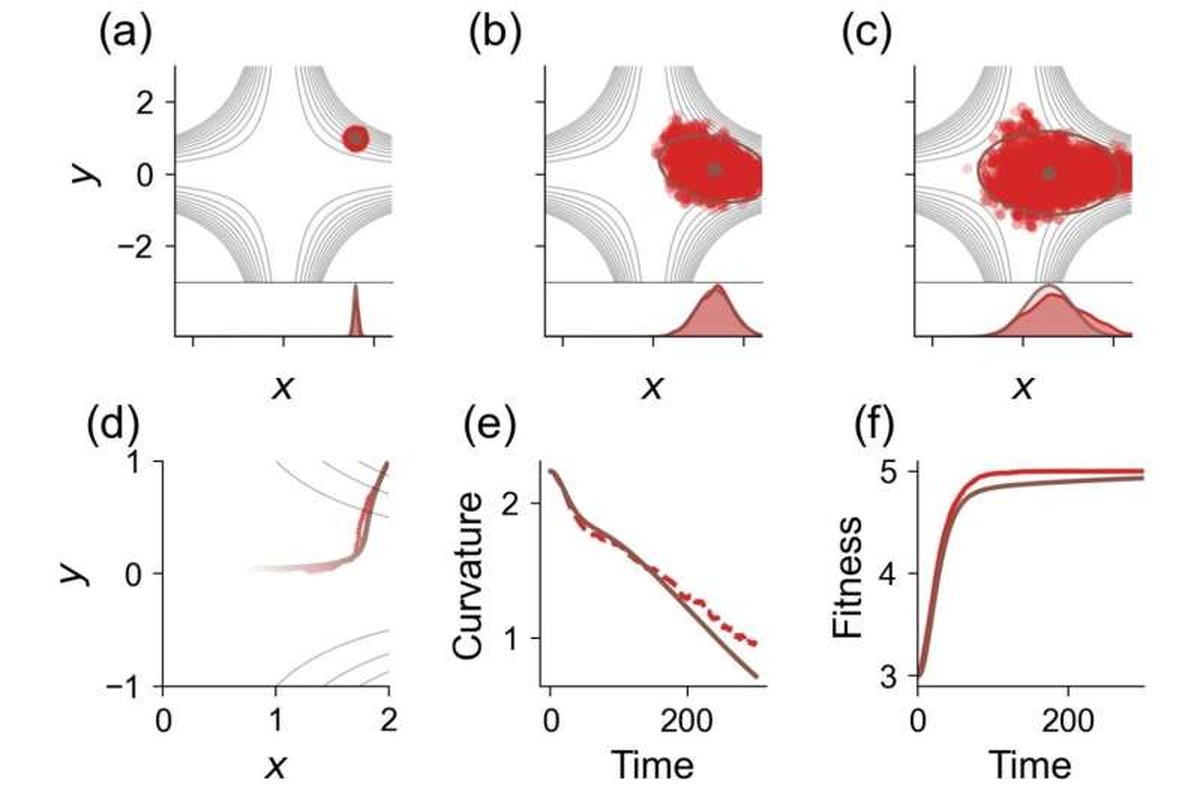 Comparison of evolutionary dynamics (ED) simulations with the Gaussian-approximation theory. Credit: Proceedings of the National Academy of Sciences (2026). DOI: 10.1073/pnas.2605142123 Evolution favors flatter paths when fitness outcomes are equal, study finds