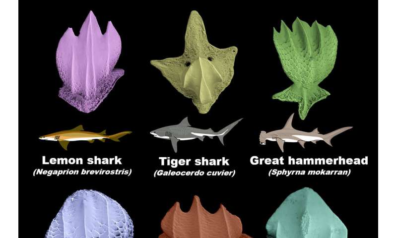 Two oceans, One Country and Twenty Times the Sharks