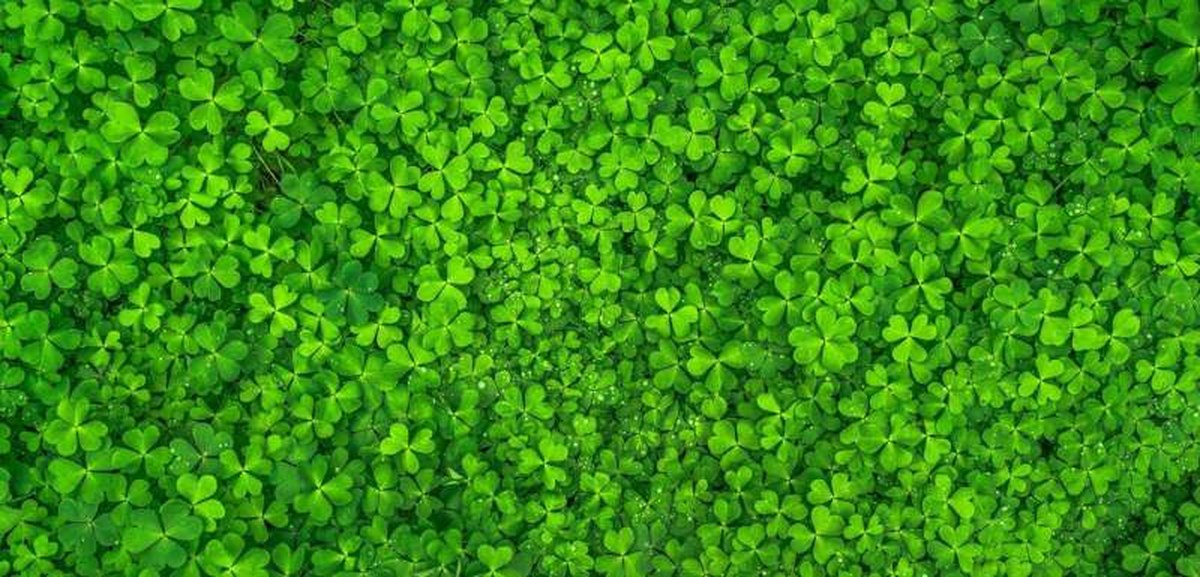 Subterranean clover