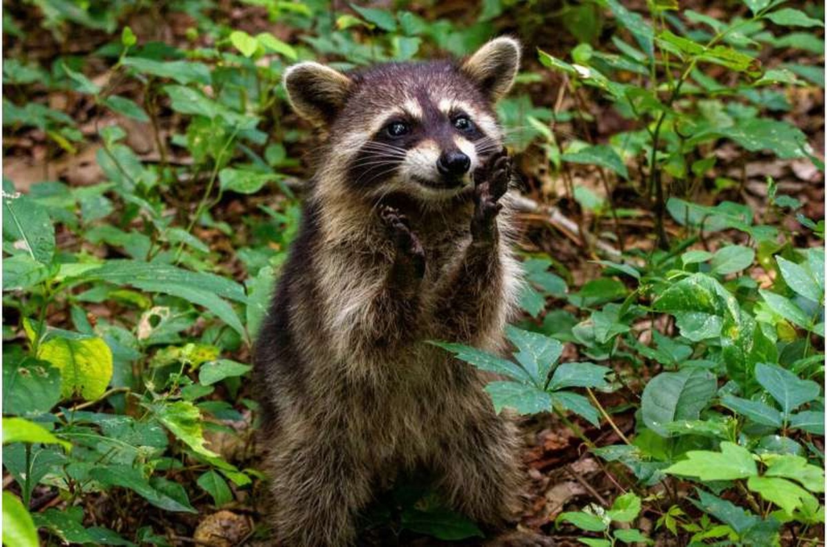Diverse portfolio of protected areas key to Mexican conservation efforts