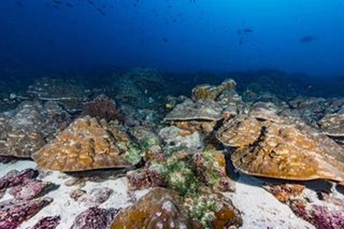 Galápagos Islands reef underwater