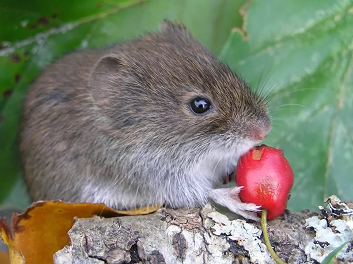 Bank vole eating a piece of fruit in the wild