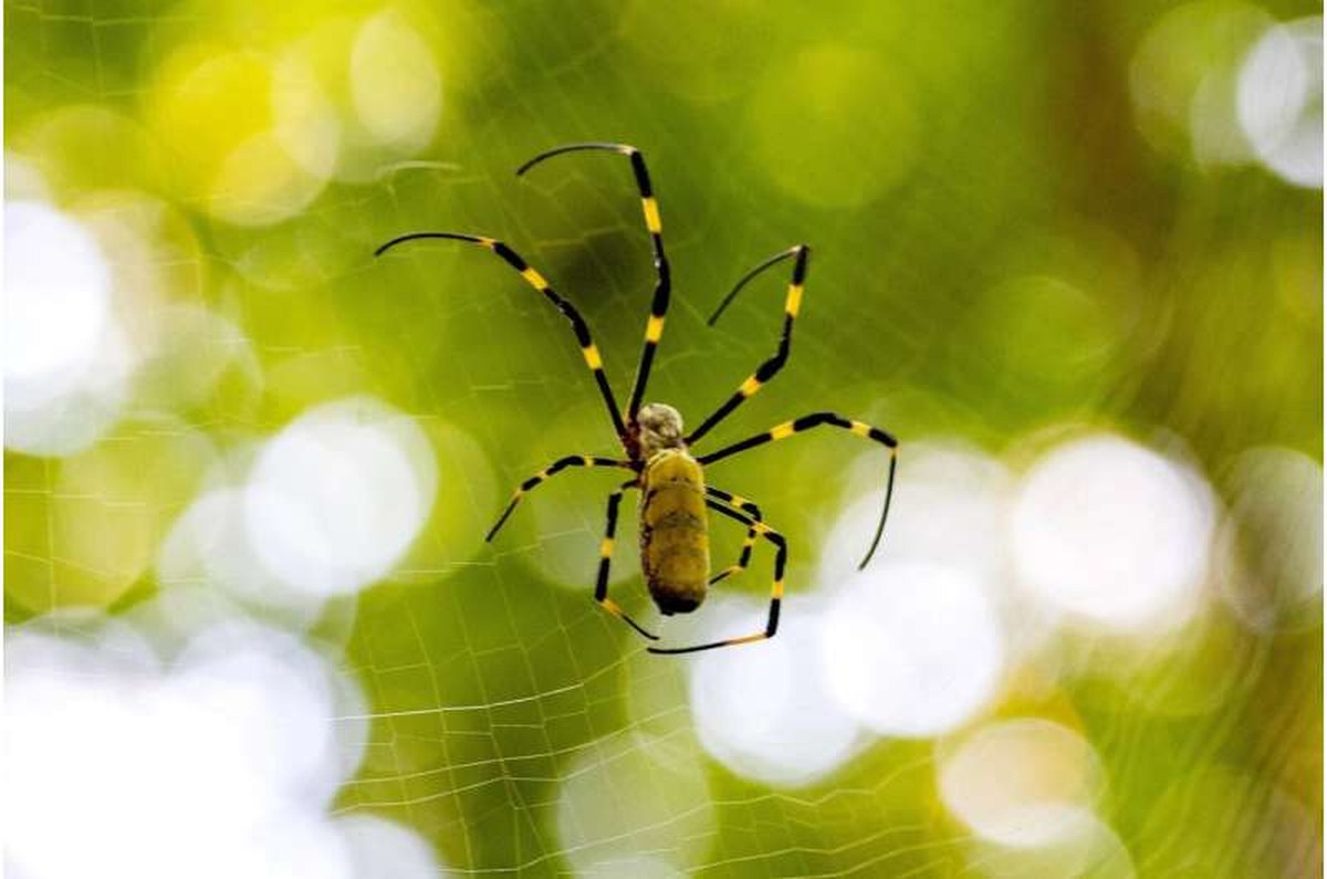 A Joro spider in her web.