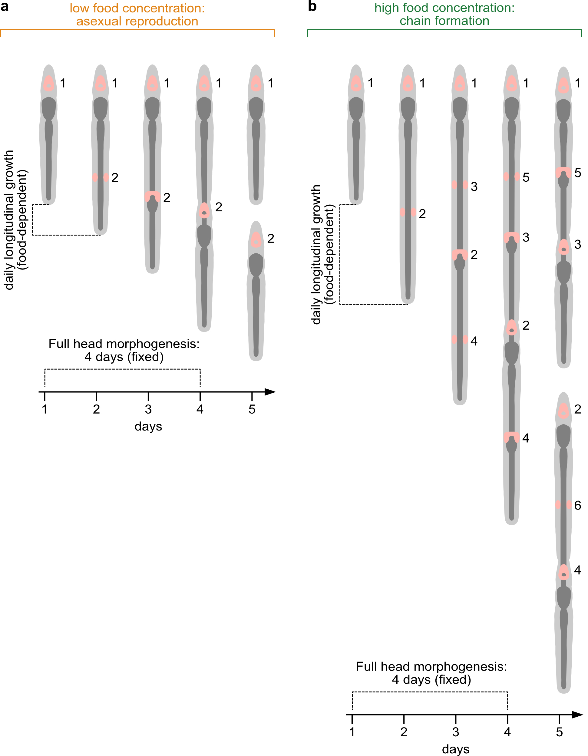 Overfeed This Flatworm And It Turns Into a Chain of Clones