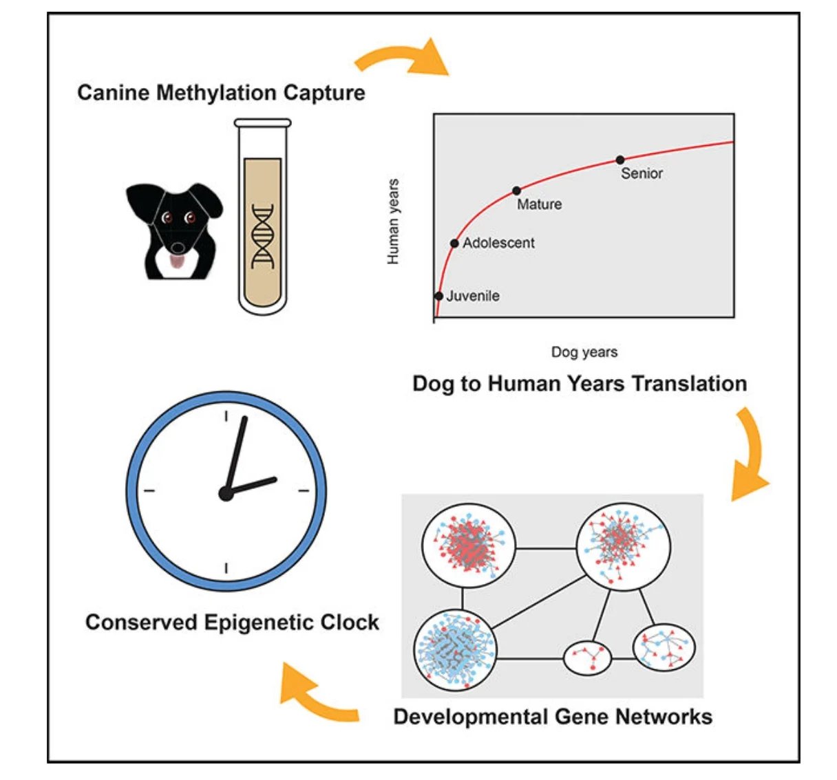 Forget The 7-Year Rule, Scientists Find New Way to Calculate a Dog's Age