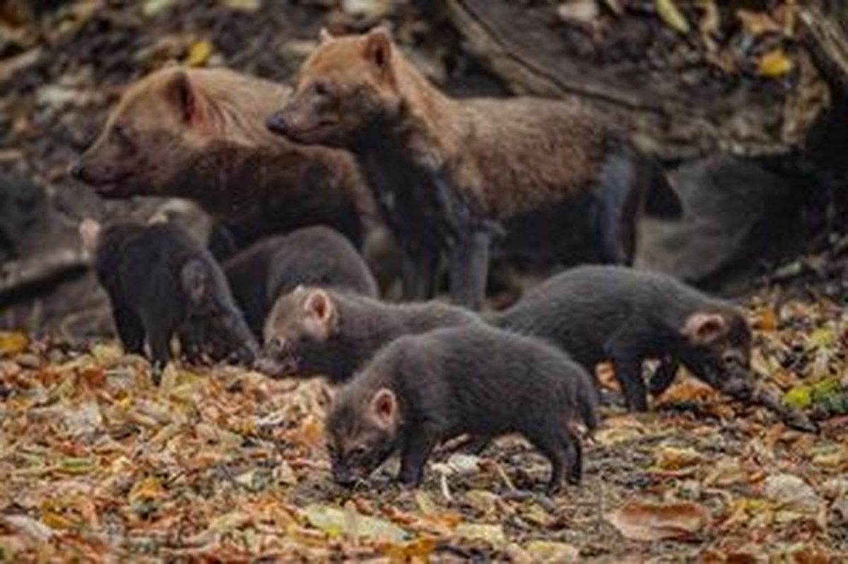 Five bush dog pups explore fallen leaves as members of their family stand behind them at Chester Zoo.