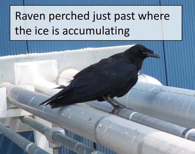 Pecking ravens