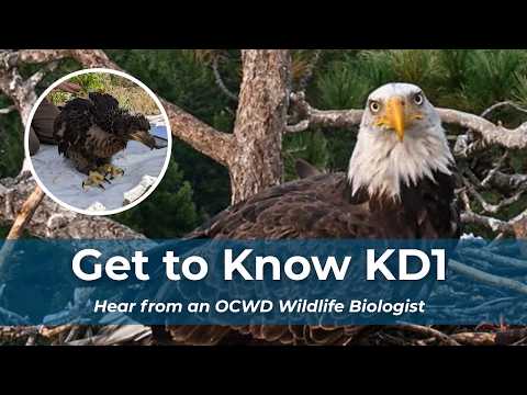 Get to Know KD1, the Bald Eagle Seen in Big Bear Valley thumbnail