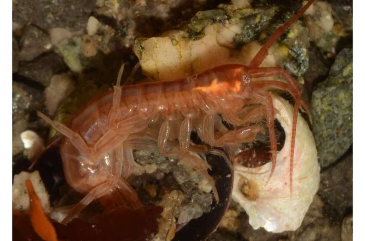 'Damaging the Antarctic damages us all' – scientists warn of the potential impacts of coastal freshening