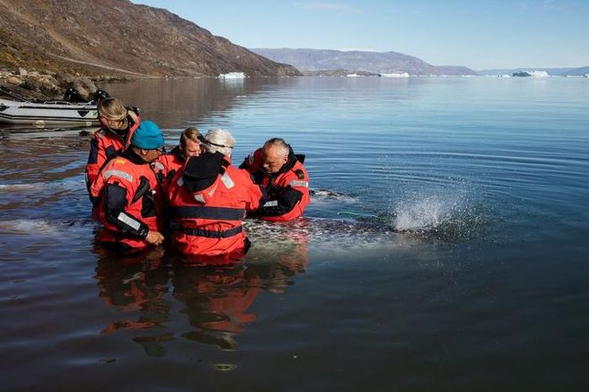 A field team in red cold-water suits tags a narwhal in an East Greenland fjord, with mountains and icebergs in the distance. Narvaların Gizlediği Sır: Gemilerin Bile Ulaşamadığı Yerlerdeki Sıcak Su, Grönland Buzullarına Ulaşı