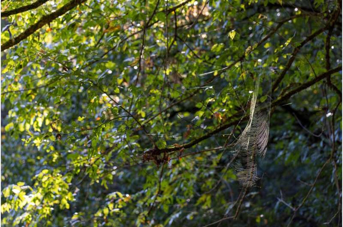 A Joro spider web in a forest in Athens, Georgia.