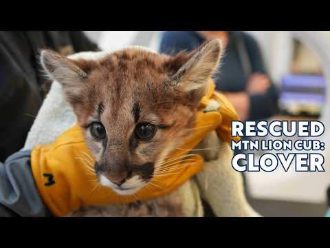 New rescued mountain lion cub: Clover thumbnail