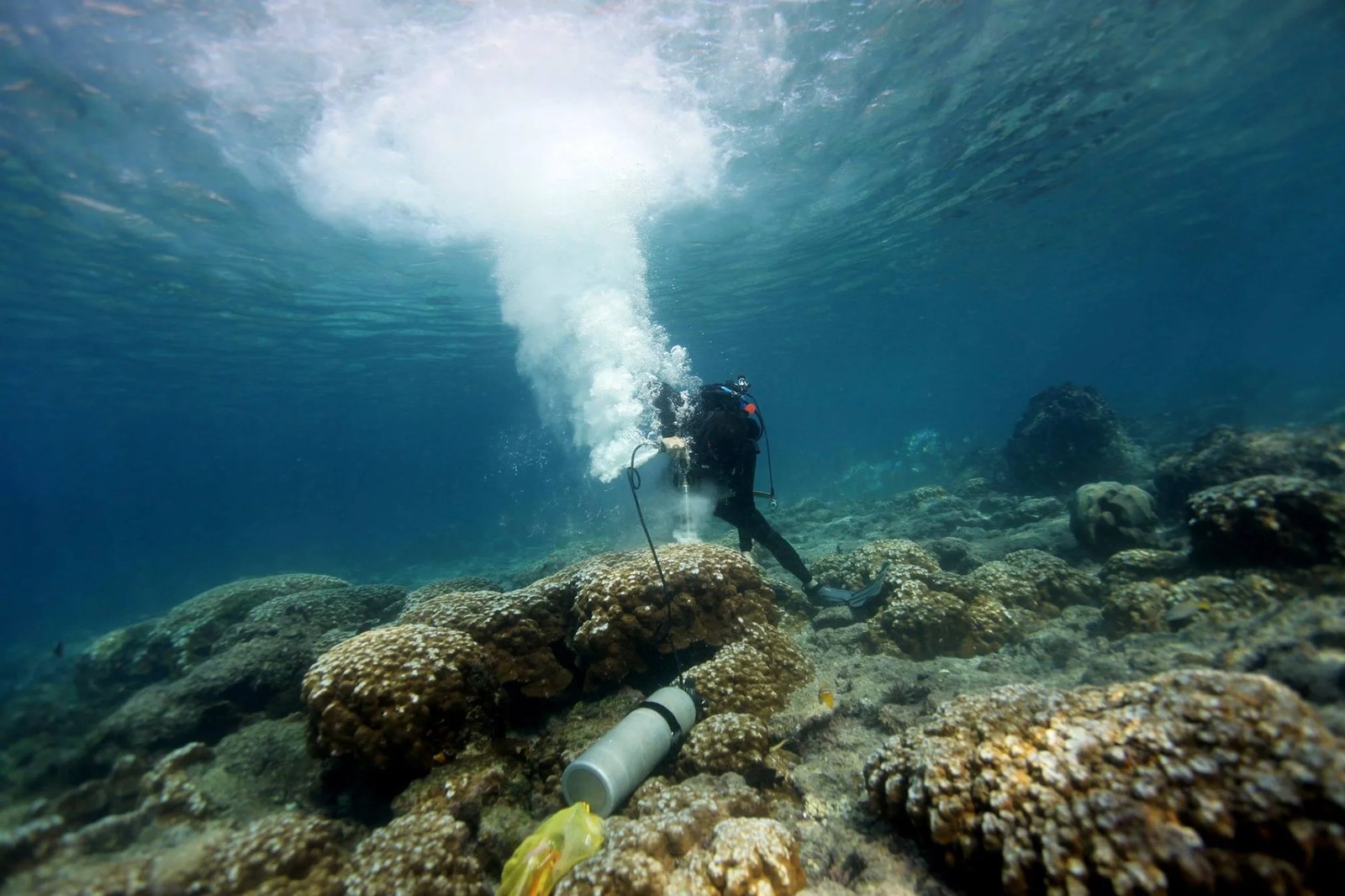 A scuba diver uses a drill to drill into a coral reef in the water