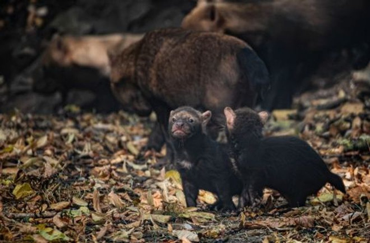 Two bush dog pups stand together.