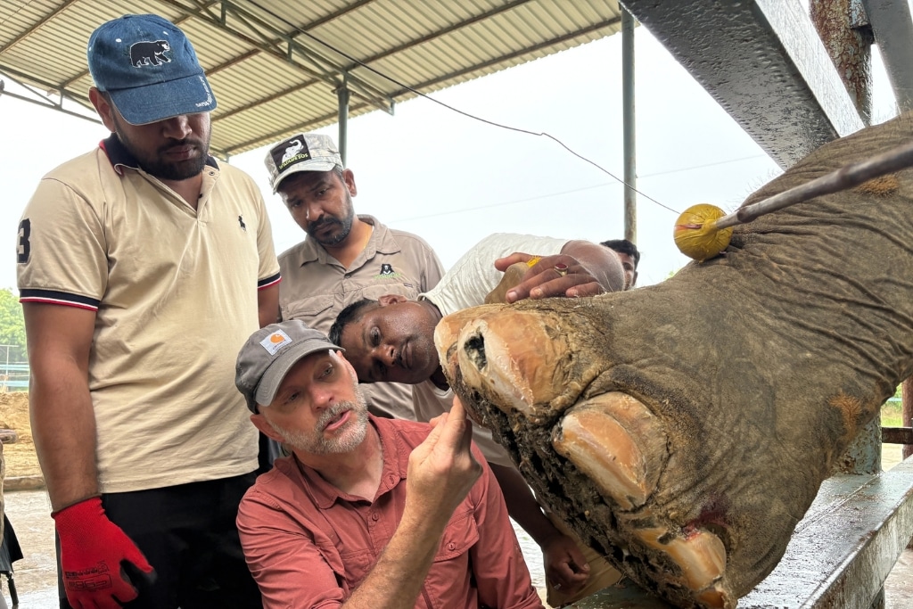 The McClure team conducts practical demonstrations of advanced elephant foot care techniques for the Wildlife SOS's veterinary and elephant care teams.