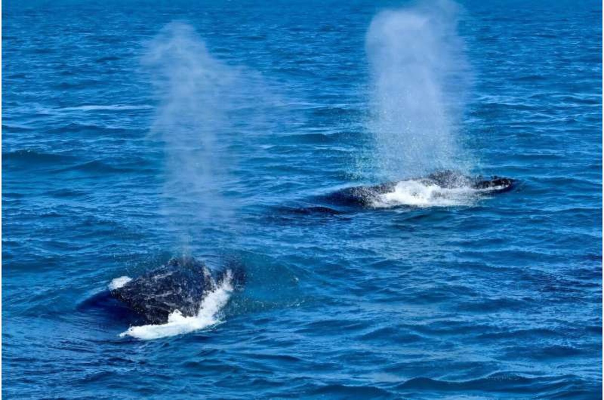 A pattern of white markings against the black of a humpback's tail is its fingerprint -- a unique pattern that allows researchers to identify individual whales from photographs. A pattern of white markings against the black of a humpback's tail is its fingerprint -- a unique pattern that allows researchers to identify individual whales from photographs