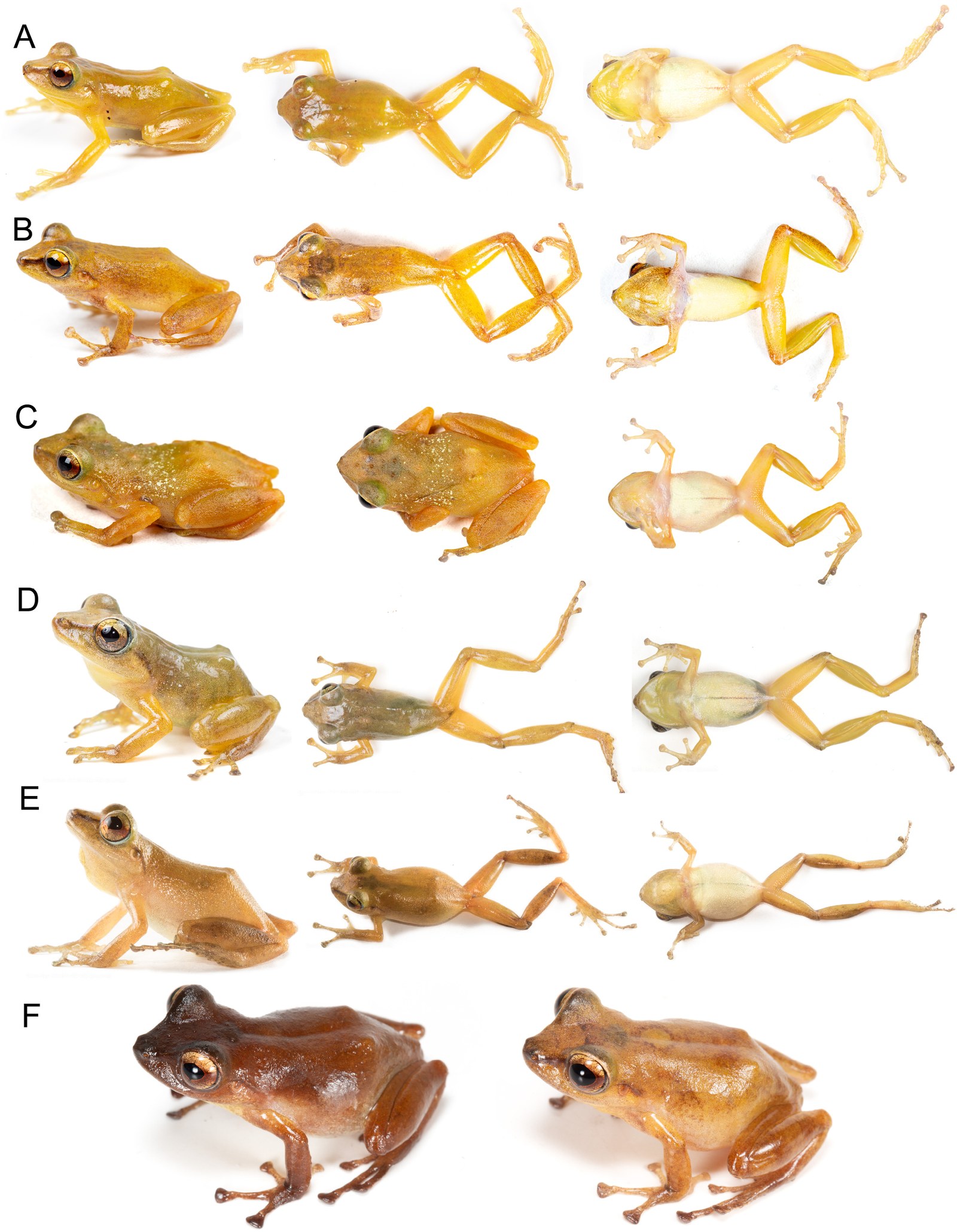 A Common Frog Species Has Been Hiding in Plain Sight For Years