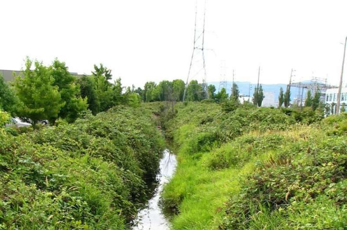 Many cities buried urban streams. Here’s how to bring them back