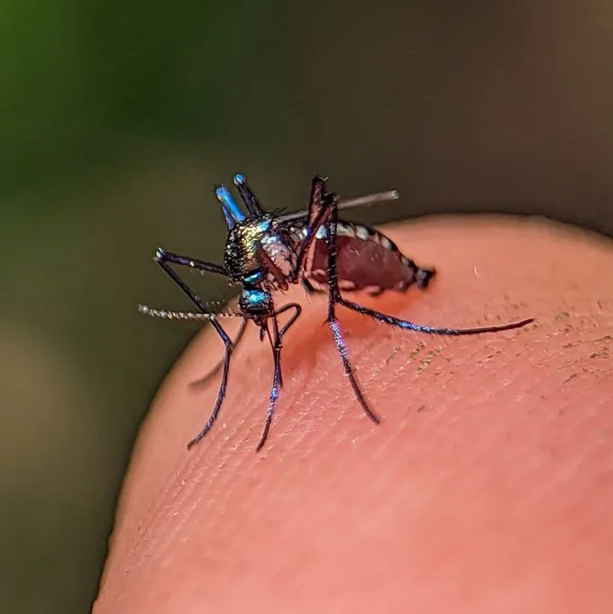 A small metallic blue mosquito sits on a fingertip