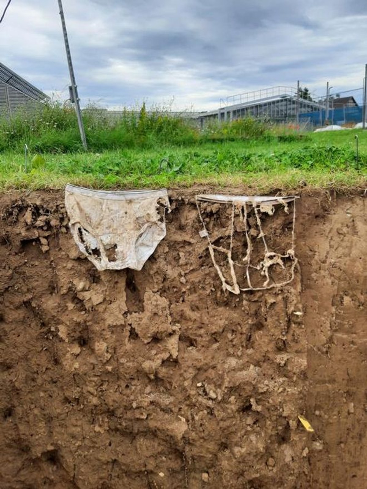 Cross-section of soil showing two pairs of buried underwear at different decomposition stages Cross-section of soil showing two pairs of buried underwear at different decomposition stages