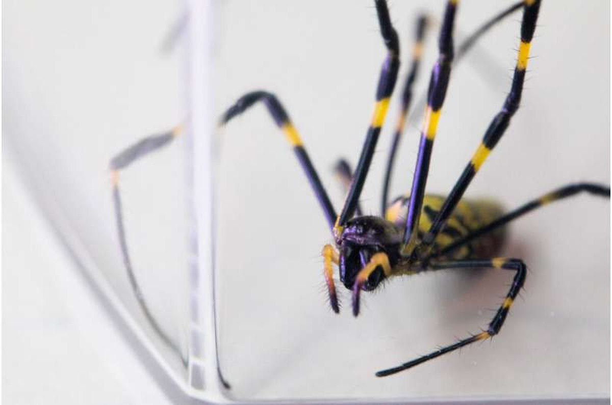 Detail photo of a Joro spider on a white backdrop.