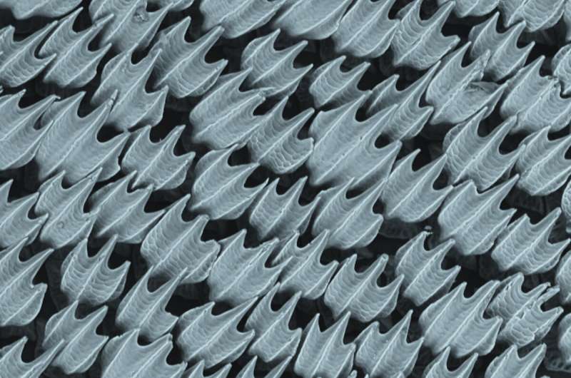 Shark dermal denticles. Credit: J. Oeffner and G. V. Lauder Two oceans, One Country and Twenty Times the Sharks