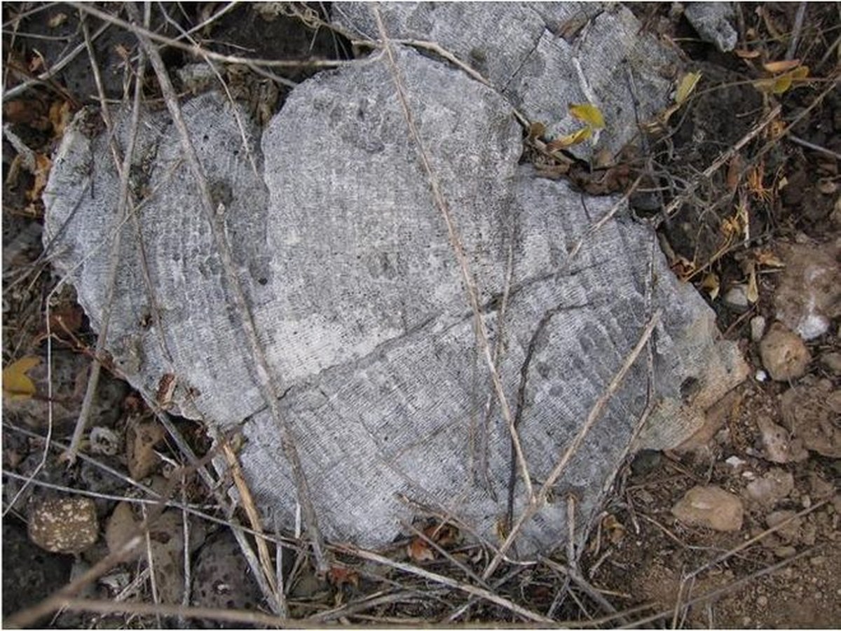 Ancient coral