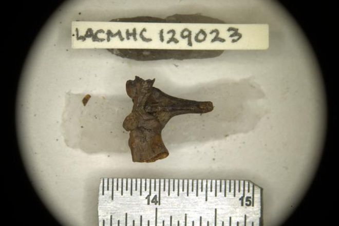 toad fossil hip bone toad fossil hip bone