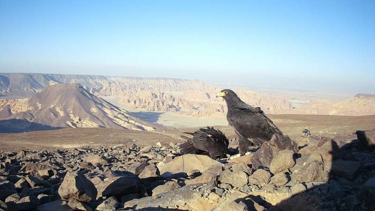Eagles known as hunting specialists surprise researchers by feeding on goat carcass