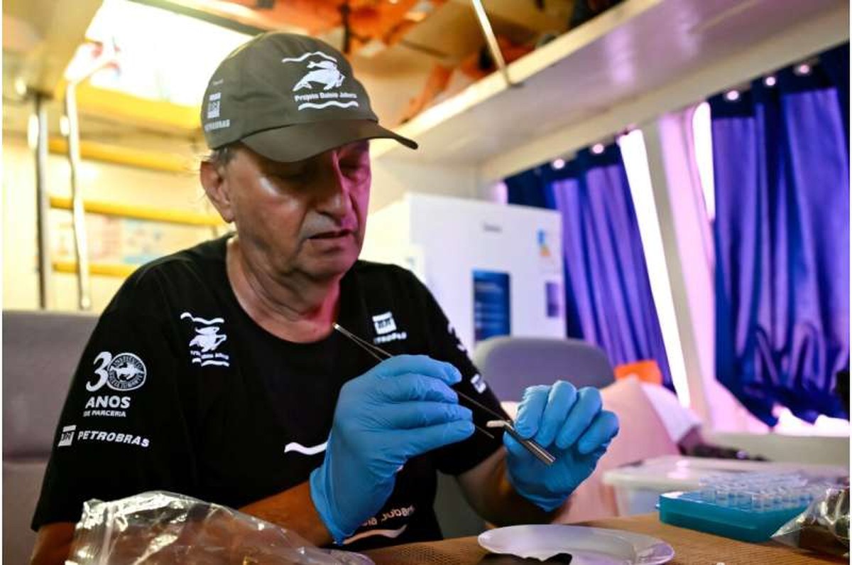 Milton Marcondes, the research coordinator at Brazil's Humpback Whale Institute, processes samples from a humpback whale. Milton Marcondes, the research coordinator at Brazil's Humpback Whale Institute, processes samples from a humpback whale