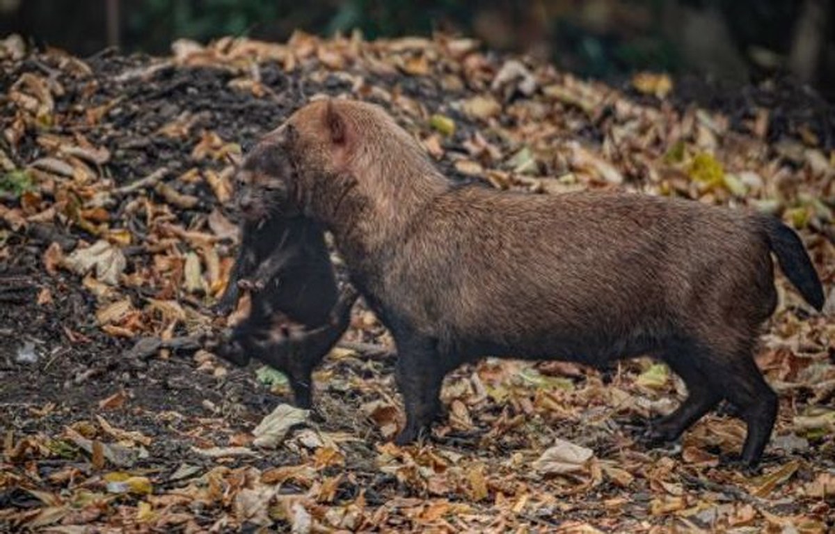 A bush dog carries a dark-furred pup by the scruff at Chester Zoo.
