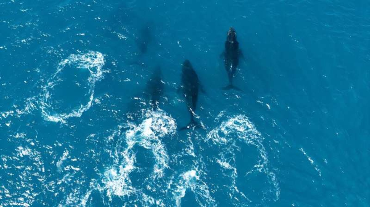 The warm waters off the coast of Brazil are the largest breeding ground for Southern Atlantic humpbacks. The warm waters off the coast of Brazil are the largest breeding ground for Southern Atlantic humpbacks
