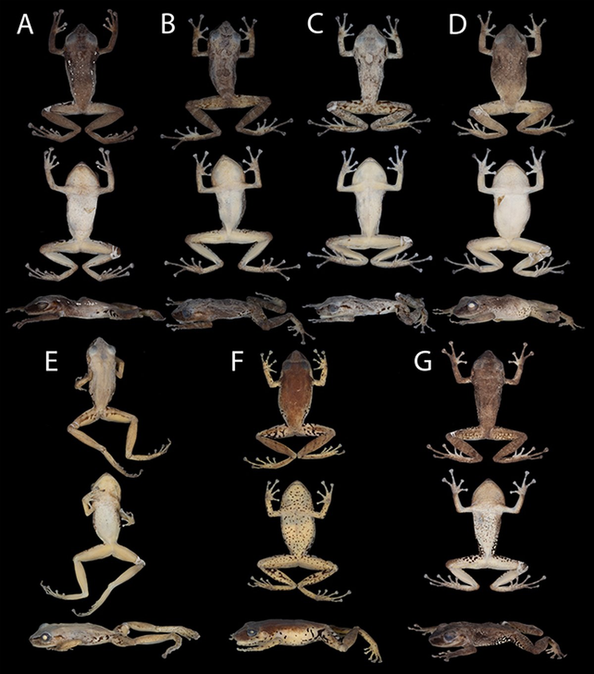 Pristimantis milpe frog