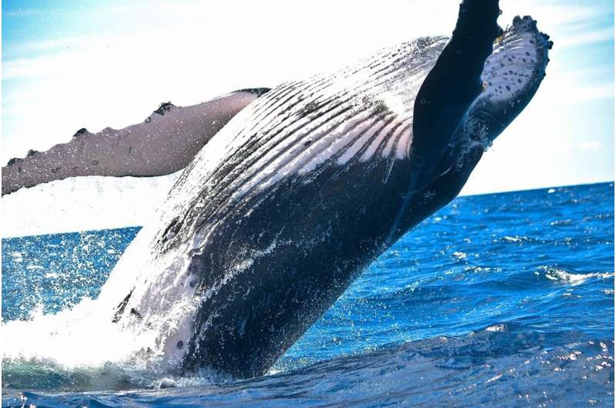 humpback whale young