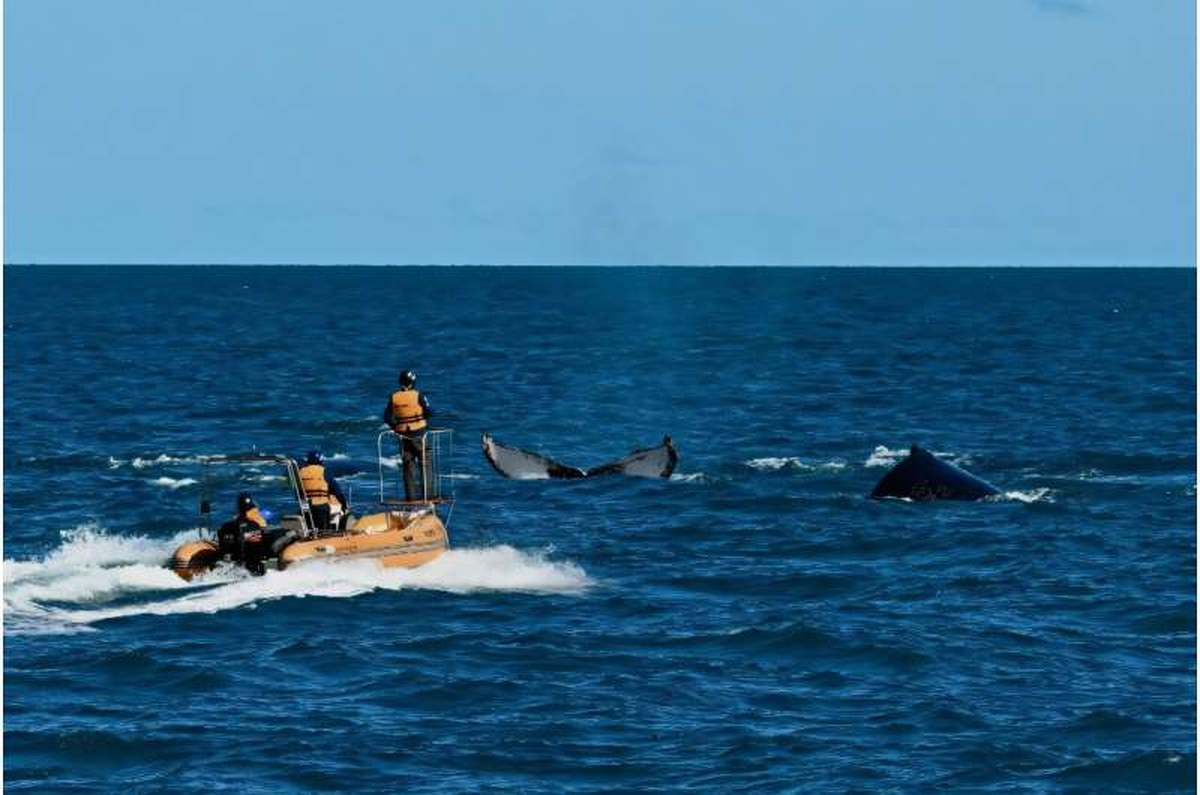 Wearing a life jacket and helmet, and armed with a crossbow, biologist Fabio Fontes pursues the group of males in a small boat who are competing to mate with a female. Wearing a life jacket and helmet, and armed with a crossbow, biologist Fabio Fontes pursues the group of males in a small boat who are competing to mate with a female
