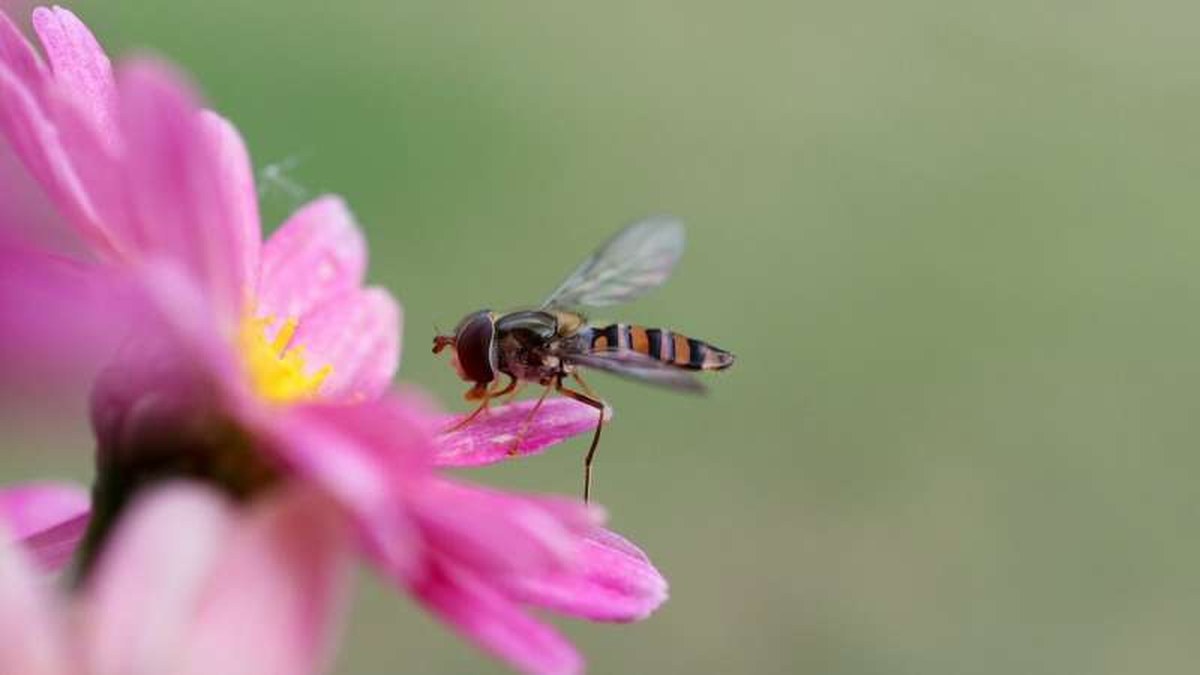 hoverfly