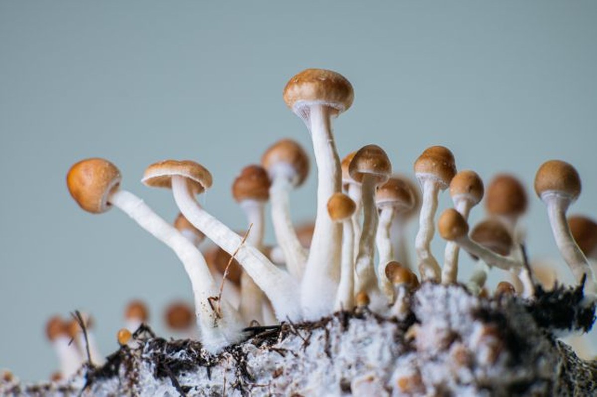 America's First Legal Psilocybin Program Treated 346 People. Here's What Happened.
