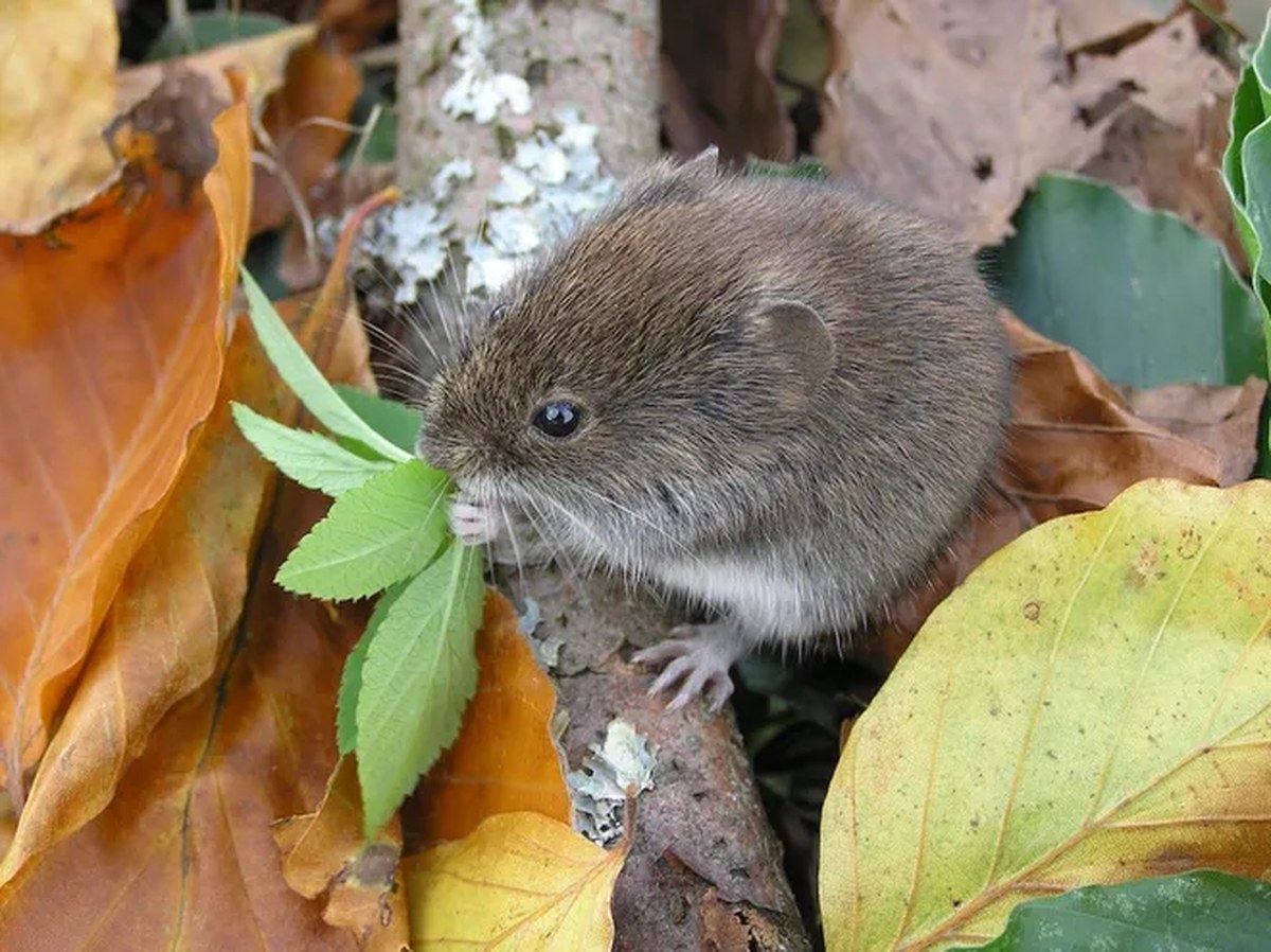Bank vole seen in the wild