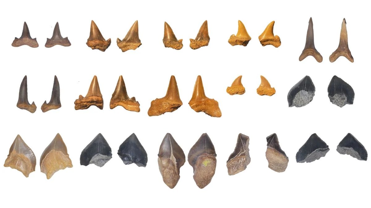 An Ancient Shark Graveyard Has Been Found in The Egyptian Desert