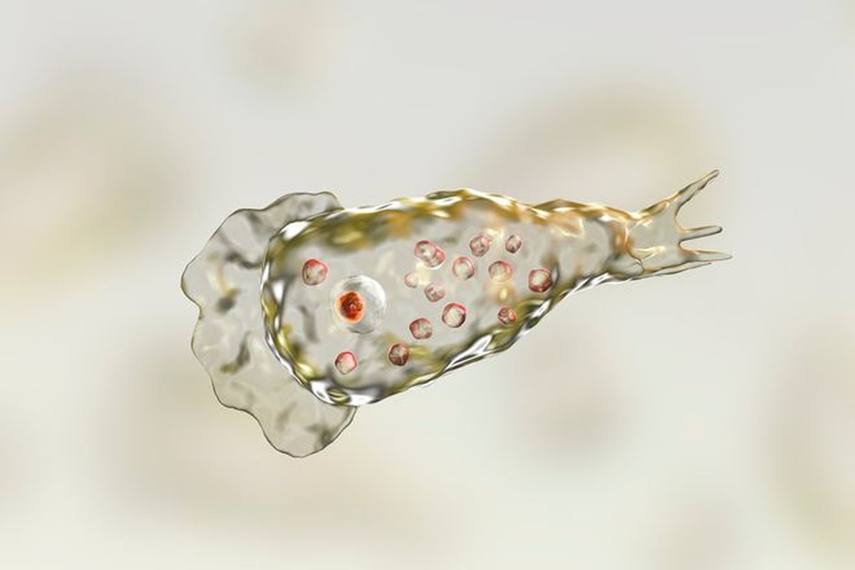 Illustration of Naegleria fowleri.