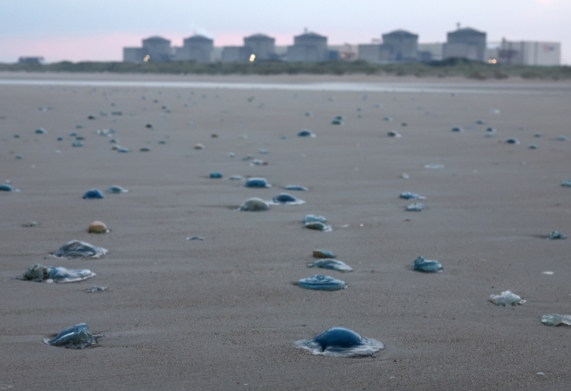 Multiple blue jellyfish lie on the shore in the foreground, with a nuclear plant visible in the background