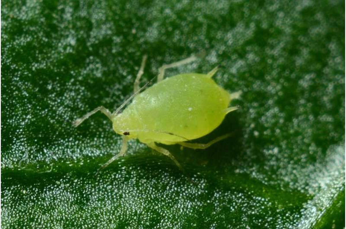 aphid