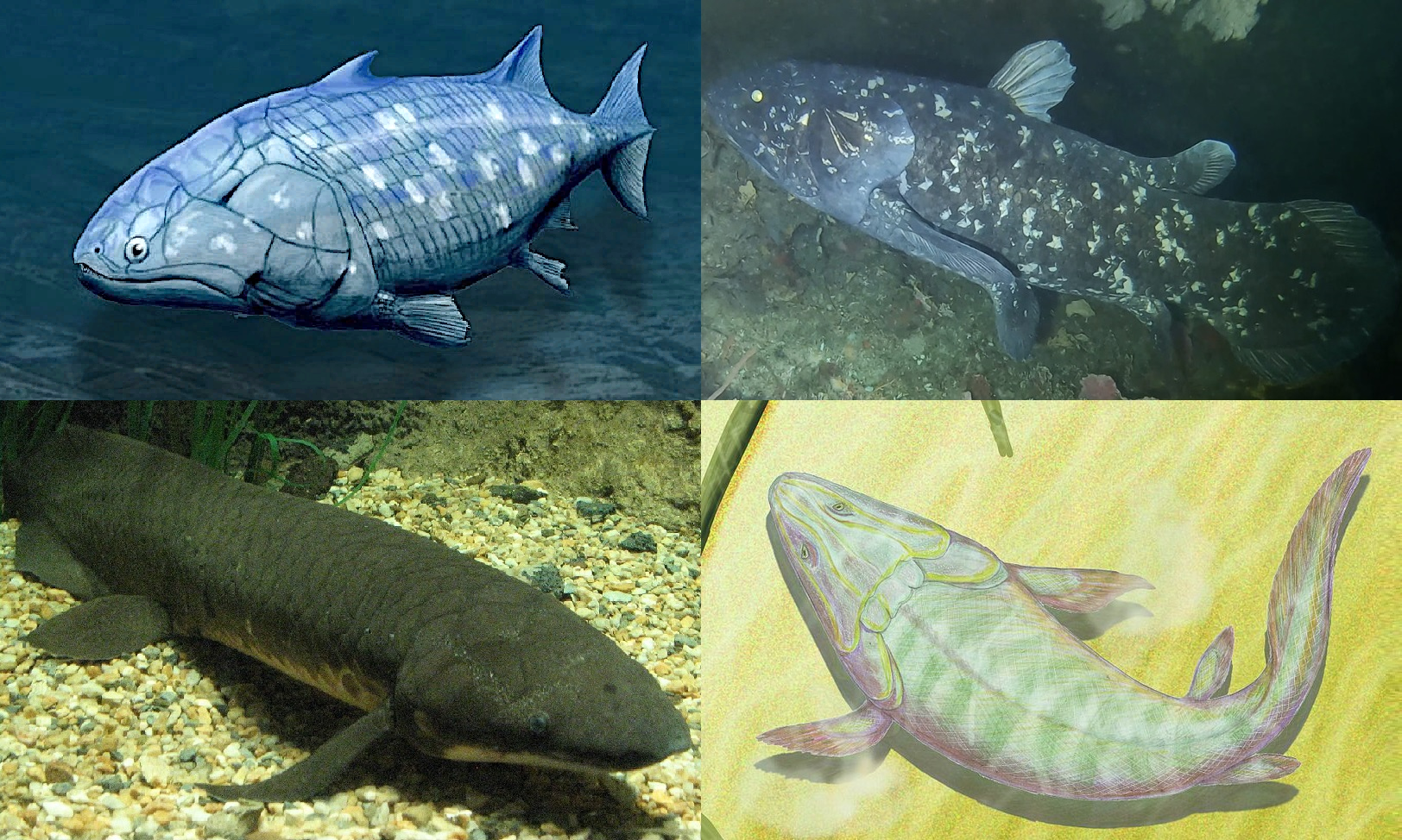 Sarkopteygii etli yüzgeçliler: koelakanth, akciğer balıkları ve tetrapod atası