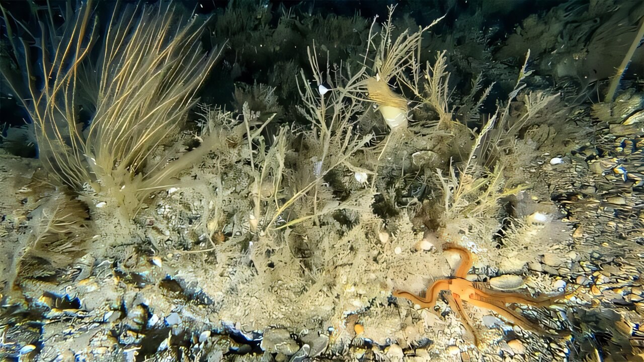 Seabed surveys around the Isles of Scilly find more than 90 species across habitats poorly captured by classifications